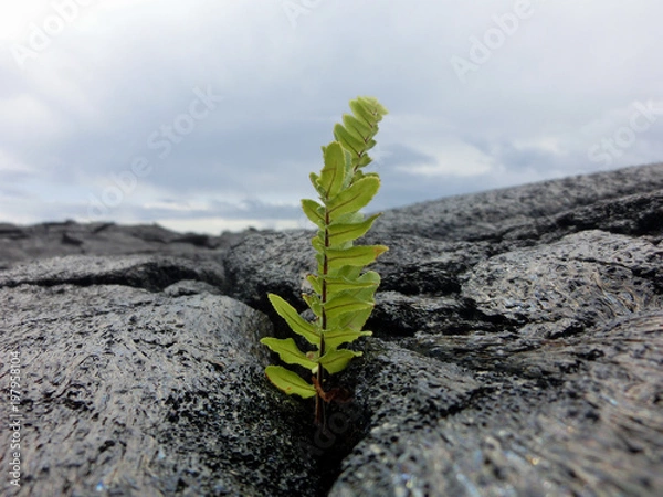 Obraz Tiny fern seedling sprouting from new black lava rock