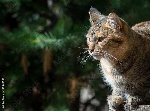 Obraz La gata de patio2