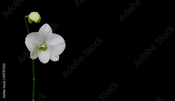 Fototapeta Close up soft focus flowers on a toned color beautiful style background. Light air delicate artistic image. Amazing view of colorful flowers.