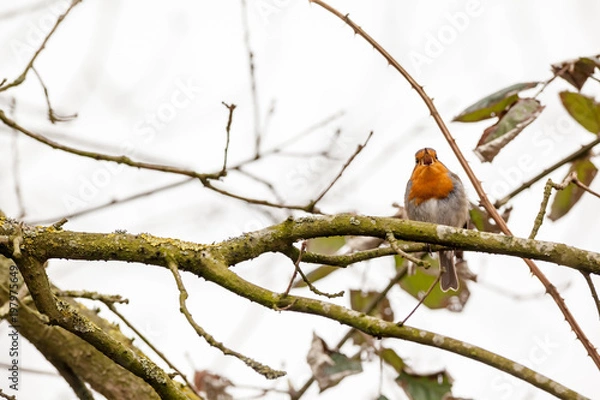 Obraz An European Robin