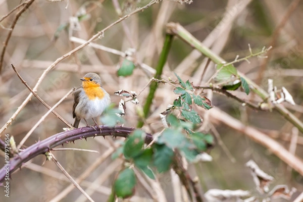 Obraz An European Robin