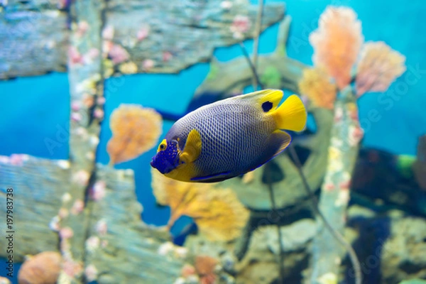 Obraz アクアリウム・熱帯魚・海・珊瑚