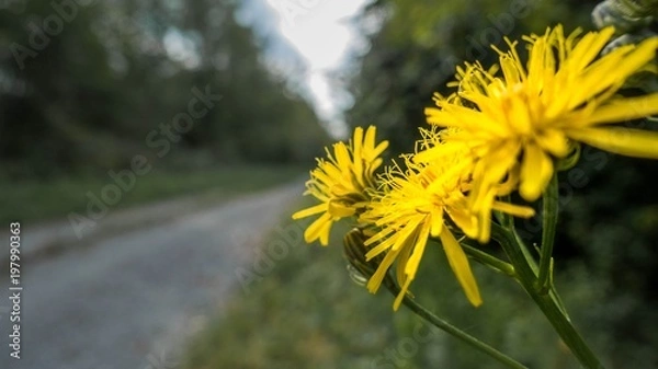 Fototapeta Löwenzahn