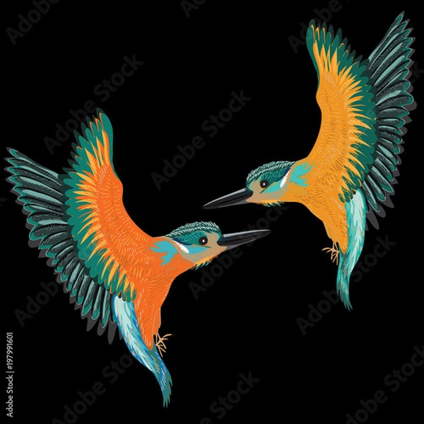 Obraz Kingfishers flying. Vector illustration of two birds on black background