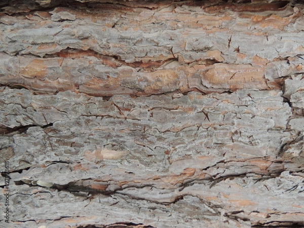 Fototapeta Texture nature