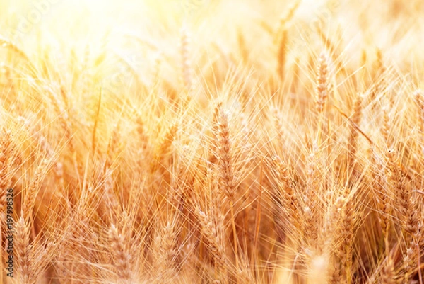 Fototapeta Ears of golden wheat closeup. Wheat field