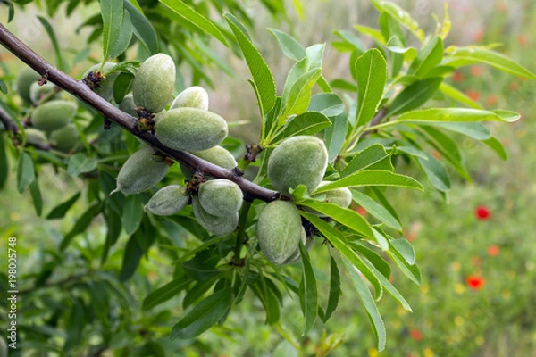 Fototapeta Unripe almonds on almond tree. Sunny spring day in Greece.