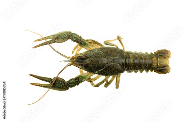 Obraz green crayfish on isolated white background