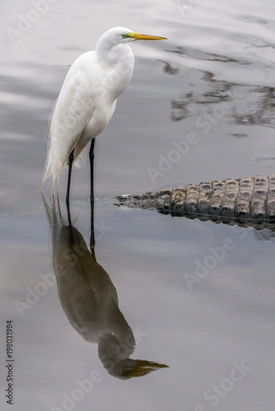 Obraz Great Egret