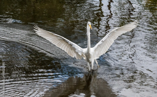 Obraz Great Egret