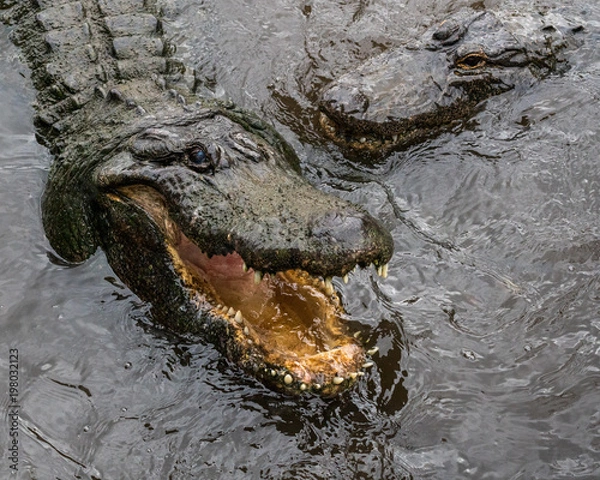 Obraz Alligator
