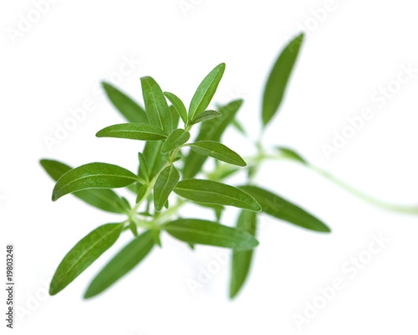 Obraz staudenbohnenkraut