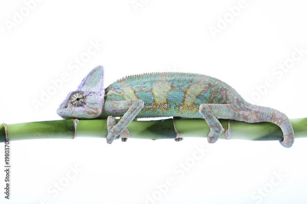 Fototapeta Chameleon