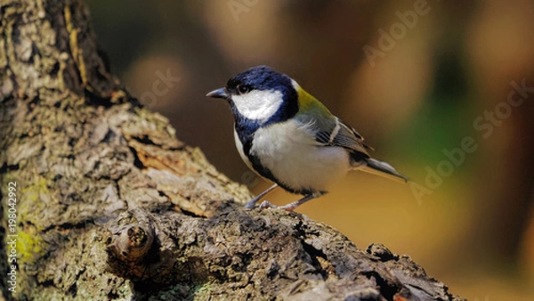 Obraz シジュウカラ