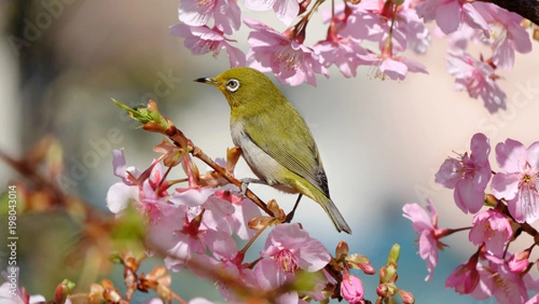 Obraz 河津桜とメジロ