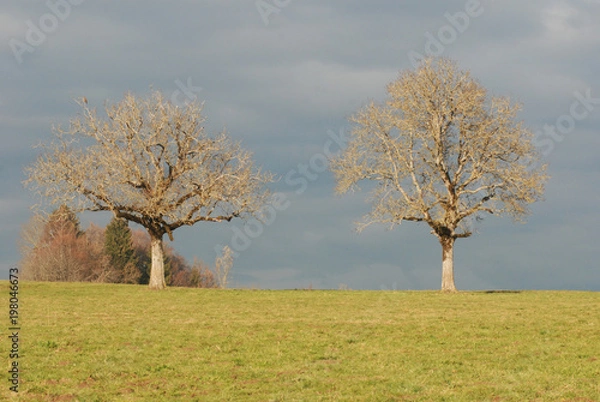 Obraz Arbres magiques