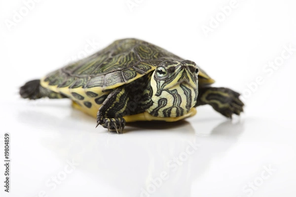 Obraz Turtle and carapace