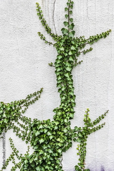 Fototapeta Green ivy on white wall