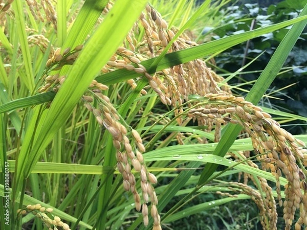 Obraz 稲穂垂れる秋