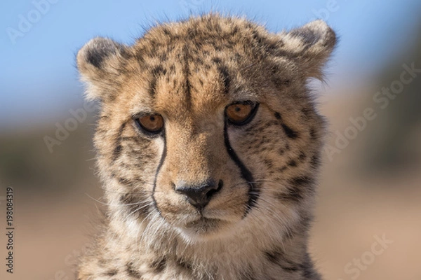 Fototapeta Cheetah Young