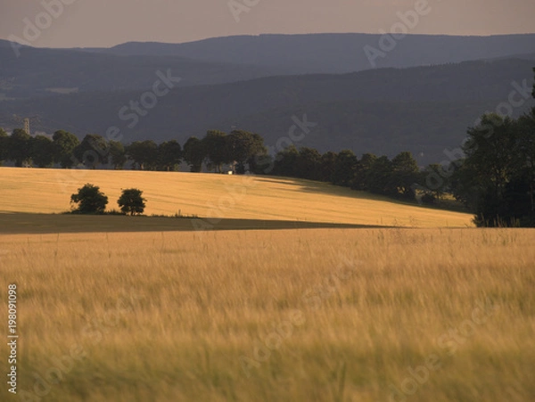 Obraz Landschaft mit Getreidefeld