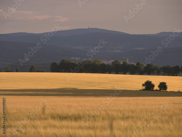 Fototapeta Landschaft mit Getreidefeld