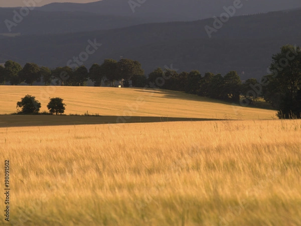 Fototapeta Landschaft mit Getreidefeld