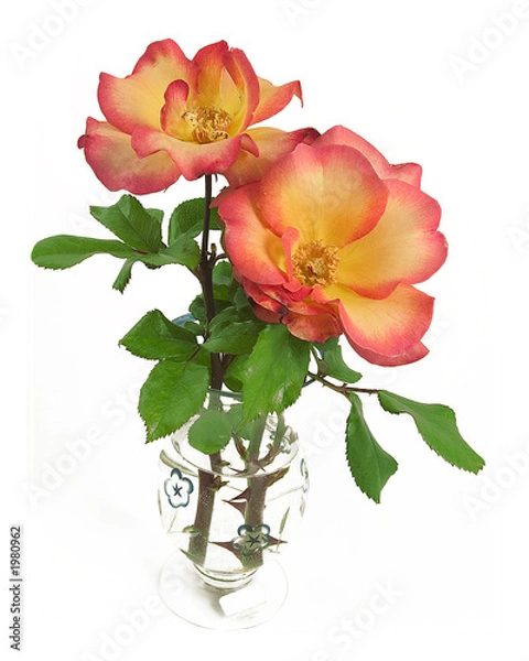 Fototapeta rose 'playboy'