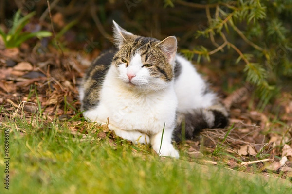 Fototapeta Eine Katze liegt entspannt im Garten unter Bäumen