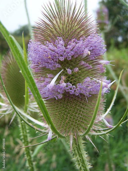 Obraz teasel bloom