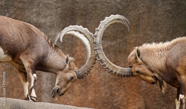 Obraz Walka z dzikimi kozami