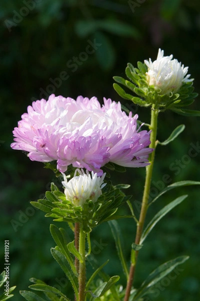 Fototapeta Pink aster