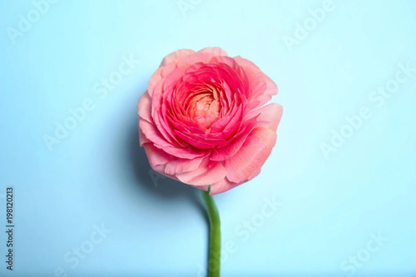 Fototapeta Beautiful ranunculus flower on color background