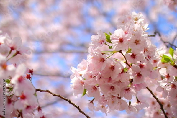 Obraz ソメイヨシノ