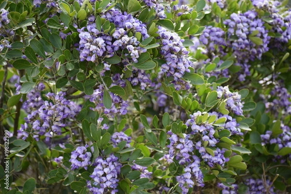 Obraz Purple Texas Mountain Laurel Bush Close Up