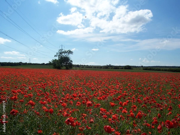 Fototapeta pylon poppies