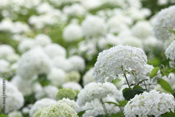 Fototapeta 白いアジサイ