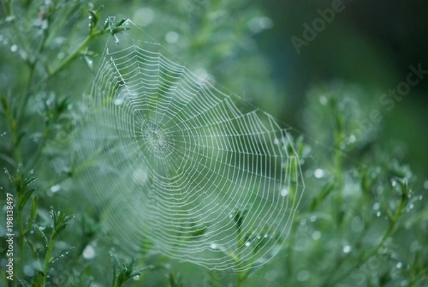 Obraz spider web on green grass
