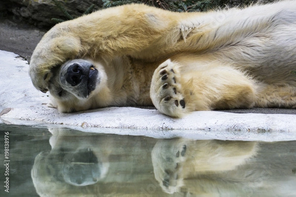 Obraz Hangover Polar Bear