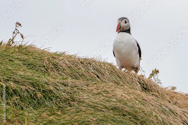 Obraz Atlantic Puffin Portrait