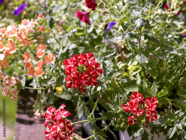 Obraz Blumen im Garten