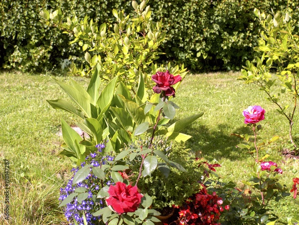 Fototapeta Garten mit schönen Blumen