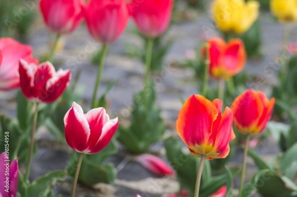 Fototapeta 花畑のチューリップ