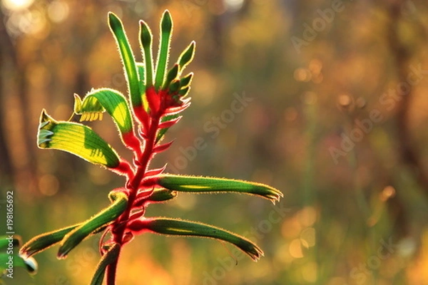 Obraz Kangaroo paw