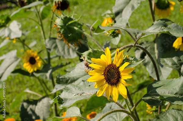 Fototapeta ヒマワリの花