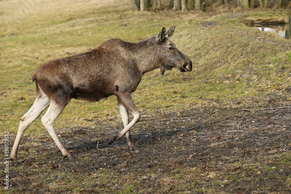 Fototapeta Eurasian elk in the nature looking habitat during autumn time. Moose in the chilly morning weather in the forest. Misty mornig in Europe. Alces alces.