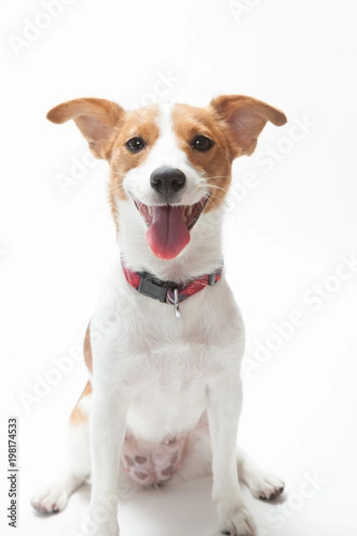 Obraz ジャックラッセル