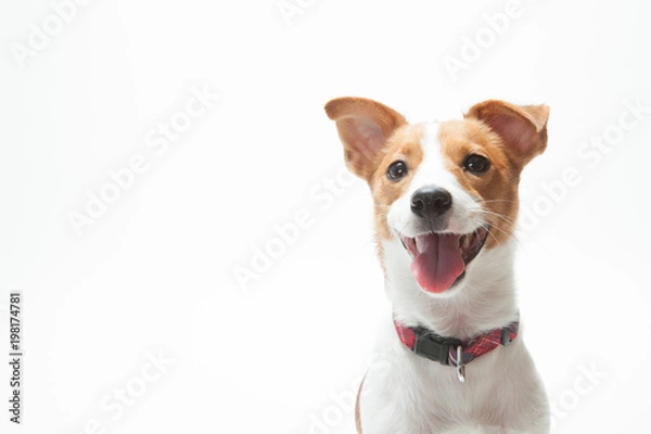 Obraz ジャックラッセル