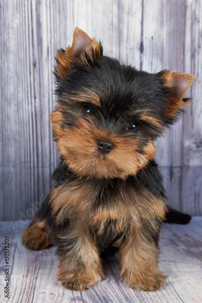 Fototapeta One puppy on the floor