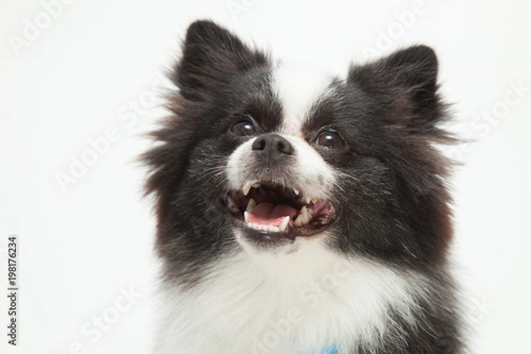 Obraz ポメラニアン
